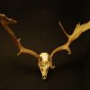 Strong pair of antlers of a fallow deer.