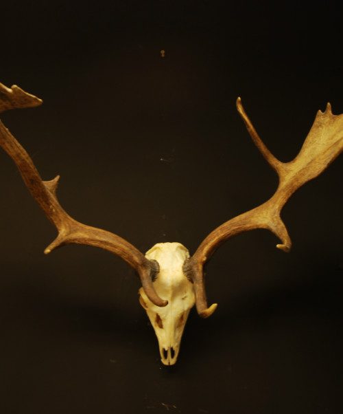 Strong pair of antlers of a fallow deer.