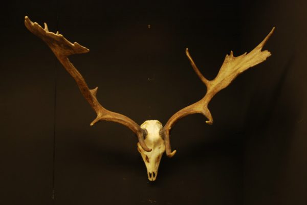 Strong pair of antlers of a fallow deer.