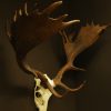 Very strong pair of antlers (skull) of a fallow deer.