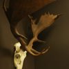 Very strong pair of antlers (skull) of a fallow deer.