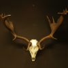 Very strong pair of antlers (skull) of a fallow deer.