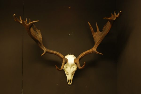 Very strong pair of antlers (skull) of a fallow deer.