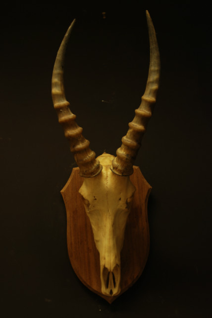 Complete schedel van een witte blesbok.