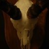 Mooie complete schedel van een impala.