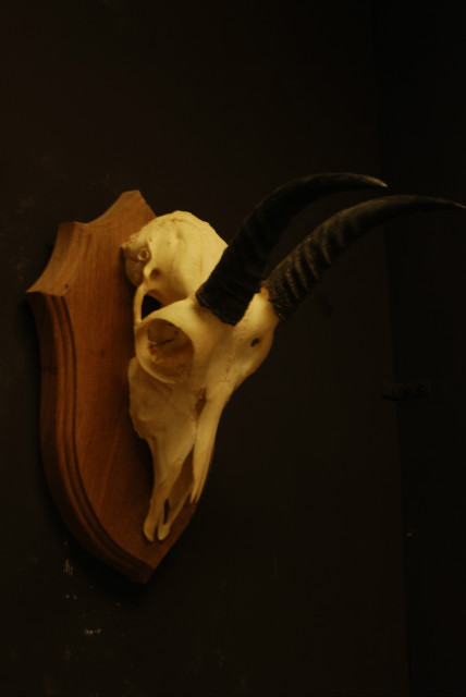 Mooie schedel van een reedbok.