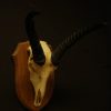 Mouflon skull on a wooden panel.