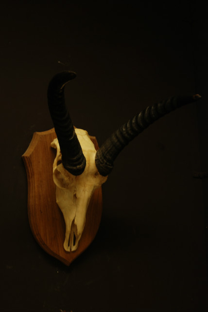Skull of a reedbock.