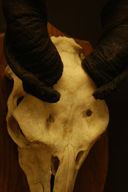 Old big skull with big horns of an eland antilope.