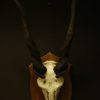 Old big skull with big horns of an eland antilope.