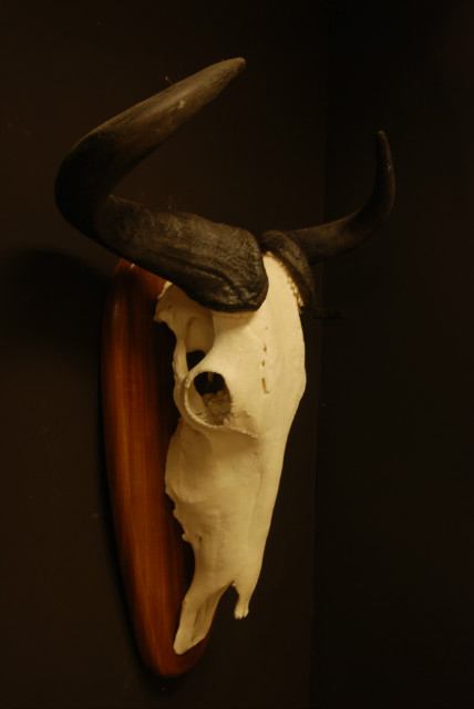 Skull of a blue wildebeest.
