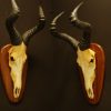 Nice set of 2 skulls of a red hartebeest.