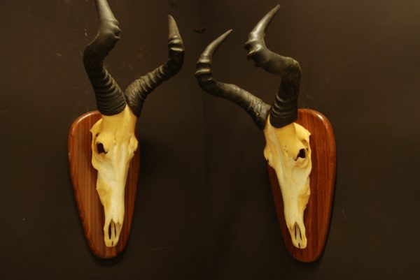 Nice set of 2 skulls of a red hartebeest.