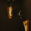 Horns of a Texan longhorn.