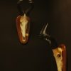 Nice pair of 2 red harte beest skulls.