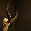 Nice old skull of an impala.