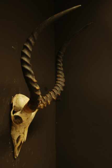 Mooie oude schedel van een impala