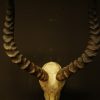 Nice old skull of an impala.