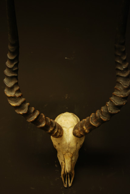 Mooie oude schedel van een impala