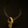 Skull of a bushbuck. Beautiful delicate skull