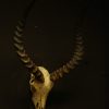 Unique and abnorm pair of antlers, of a fallow deer on a hard stone base.