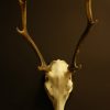 Skull, pair of antlers of a sika deer.
