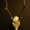 Skull / pair of antlers of a very old red stag,