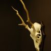 Pair of antlers, skull of a sika deer.