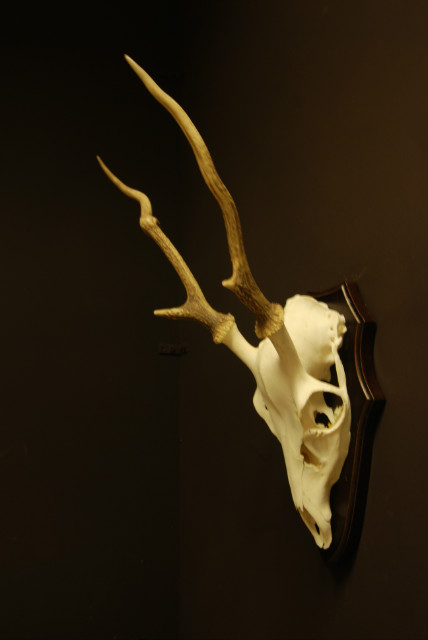Pair of antlers, skull of a sika deer.