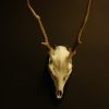 Pair of antlers, skull of a sika deer.