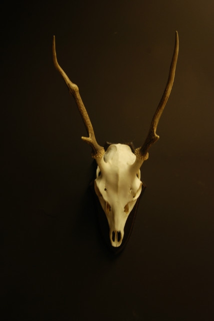 Pair of antlers, skull of a sika deer.