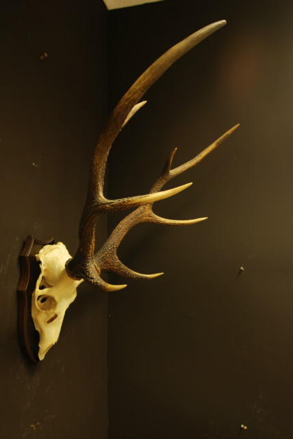 Strong pair of antlers of a sika deer.