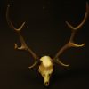 Big pair of antlers of a red stag.