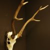 Pair of antlers of a sika deer.