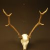 Symmetric pair of antlers of a red stag.