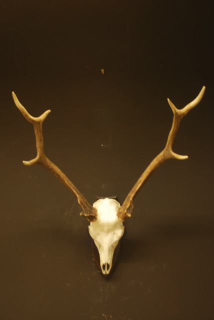 Pair of antlers of a sika deer.