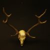 Set of 2 mouflon horns.