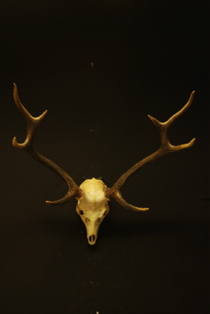 Mooie schedel van een sika hert.
