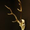 Antler of a sika deer.