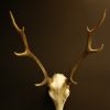 Antler of a sika deer.