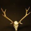 Skull, horns of a mouflon.