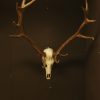 Antlers of fallow deer and red deer