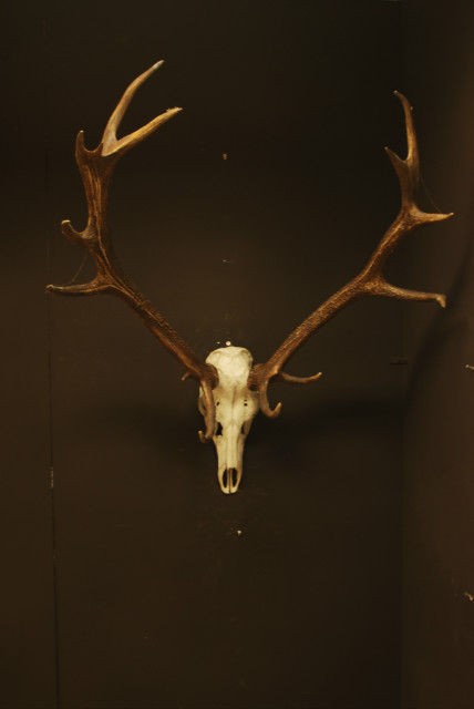 Old but nice skull of a red stag