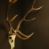 Old skull/ antlers of a red stag