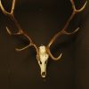 Old skull/ antlers of a red stag