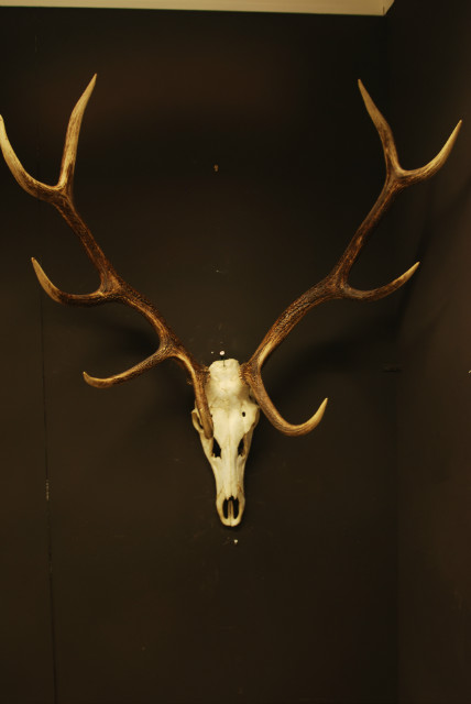 Old skull/ antlers of a red stag