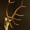 Symmetric pair of antlers of a red stag.