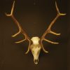 Skull, pair of antlers of a red stag.