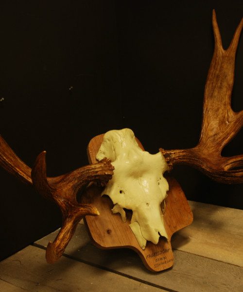 Skull/ antlers of a Scandinavian moose.