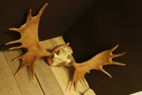Antlers of Scandinavian Moose.